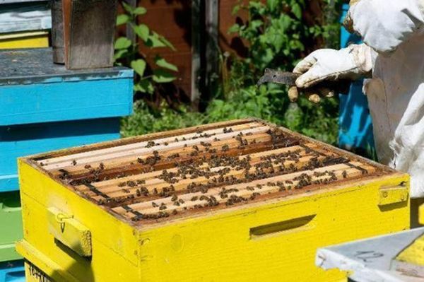 蜜蜂秋季管理技巧（蜜蜂立秋后管理技术）-第2张图片-新疆蜂业信息网