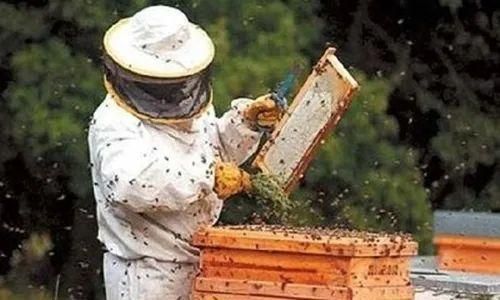 蜜蜂秋季管理技巧（蜜蜂立秋后管理技术）-第3张图片-新疆蜂业信息网