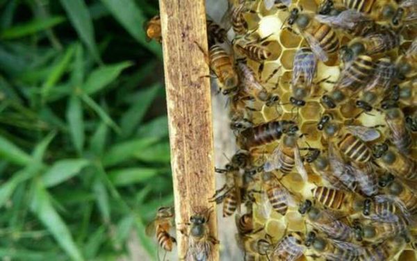 蜜蜂秋季管理技巧（蜜蜂立秋后管理技术）-第1张图片-新疆蜂业信息网