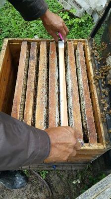 养蜜蜂蜂箱里长虫怎么办（蜂箱里面长虫怎么办）-第2张图片-新疆蜂业信息网