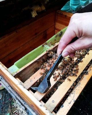 养蜜蜂蜂箱里长虫怎么办（蜂箱里面长虫怎么办）-第3张图片-新疆蜂业信息网