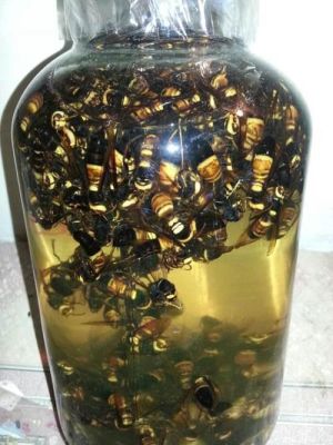 用蜜蜂泡酒的比例（蜜蜂泡酒的比例是多少）-第2张图片-新疆蜂业信息网