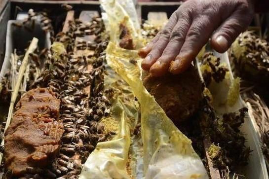 白糖养小蜜蜂看视频（用白糖制作糖水养蜂视频）-第1张图片-新疆蜂业信息网