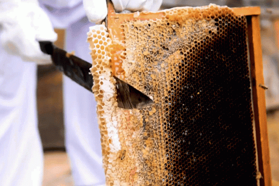 白糖养小蜜蜂看视频（用白糖制作糖水养蜂视频）-第2张图片-新疆蜂业信息网