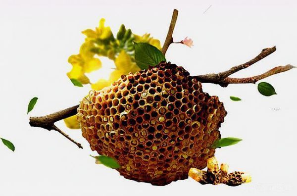 采蜜后蜜蜂怎么处理（采完蜜的蜜蜂）-第2张图片-新疆蜂业信息网