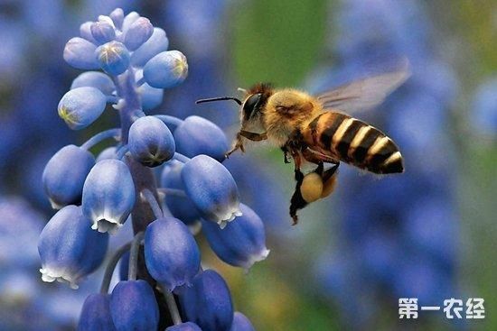 采蜜后蜜蜂怎么处理（采完蜜的蜜蜂）-第3张图片-新疆蜂业信息网