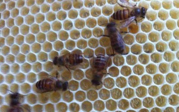 蜜蜂卵吃了有什么作用（吃蜜蜂卵的副作用）-第1张图片-新疆蜂业信息网