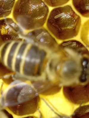 蜜蜂卵吃了有什么作用（吃蜜蜂卵的副作用）-第2张图片-新疆蜂业信息网