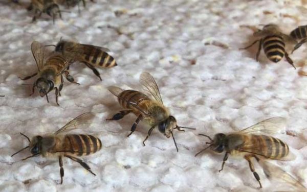 夏天治蜜蜂治螨的方法（蜜蜂怎样治蜂螨）-第3张图片-新疆蜂业信息网