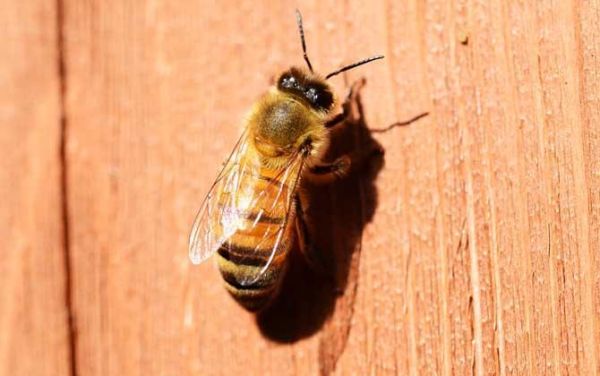 夏天治蜜蜂治螨的方法（蜜蜂怎样治蜂螨）-第2张图片-新疆蜂业信息网