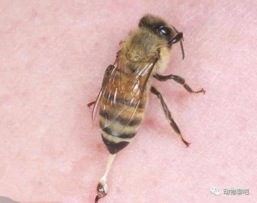 蜜蜂的毒成什么性（蜜蜂的毒对人体有没有伤害）-第3张图片-新疆蜂业信息网