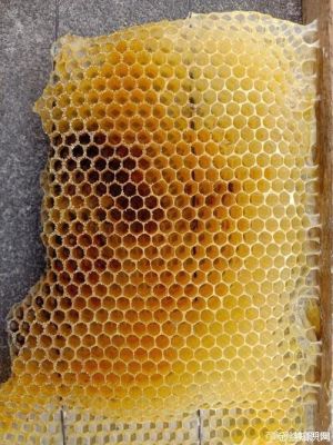 蜜蜂旧脾有用吗（蜜蜂老脾还能用吗）-第1张图片-新疆蜂业信息网