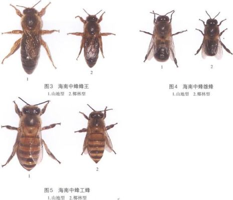 蜜蜂分哪几种（蜜蜂分哪几种品种）-第1张图片-新疆蜂业信息网