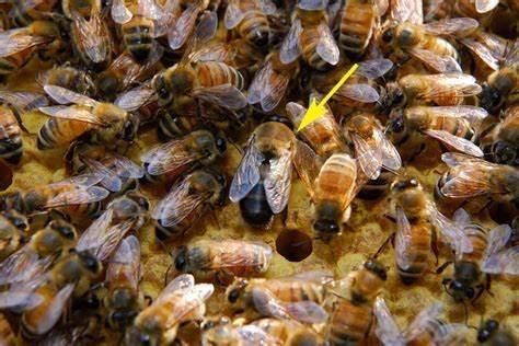 蜜蜂分哪几种（蜜蜂分哪几种品种）-第3张图片-新疆蜂业信息网