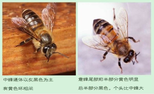 蜜蜂分哪几种（蜜蜂分哪几种品种）-第2张图片-新疆蜂业信息网