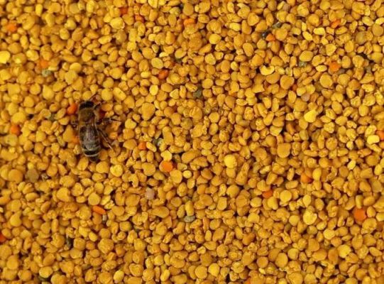 蜜蜂花粉能减肥吗（蜜蜂花粉有什么攻效）-第1张图片-新疆蜂业信息网