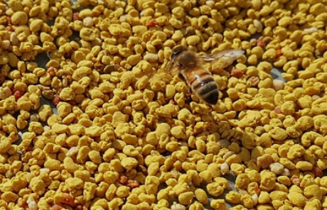 蜜蜂花粉能减肥吗（蜜蜂花粉有什么攻效）-第3张图片-新疆蜂业信息网