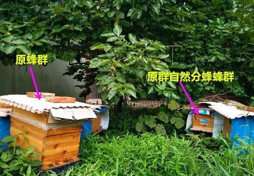 夏天蜜蜂为什么会分蜂（为什么夏天有蜜蜂）-第3张图片-新疆蜂业信息网