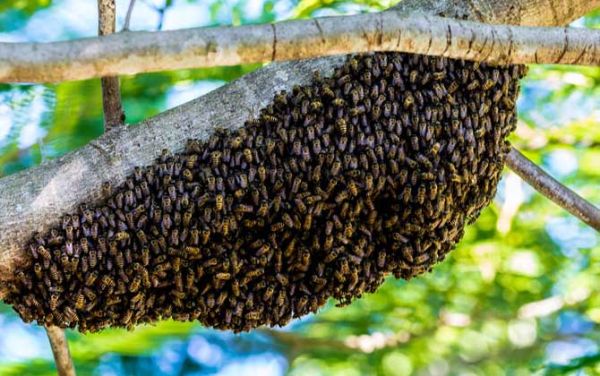 夏天蜜蜂为什么会分蜂（为什么夏天有蜜蜂）-第1张图片-新疆蜂业信息网