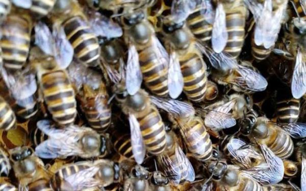 蜜蜂天冷不吃白糖（蜜蜂天冷不吃白糖可以吗）-第1张图片-新疆蜂业信息网