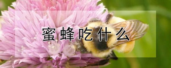 吃蜜蜂治病（吃蜜蜂治病吗）-第1张图片-新疆蜂业信息网