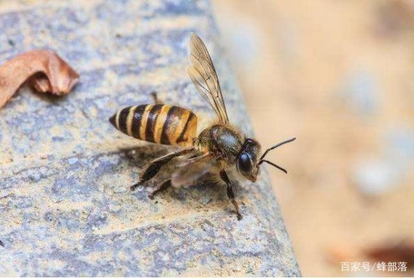 野生毒蜜蜂（野蜜蜂的毒性有多大?）-第1张图片-新疆蜂业信息网
