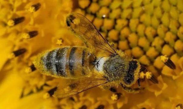 野生毒蜜蜂（野蜜蜂的毒性有多大?）-第2张图片-新疆蜂业信息网