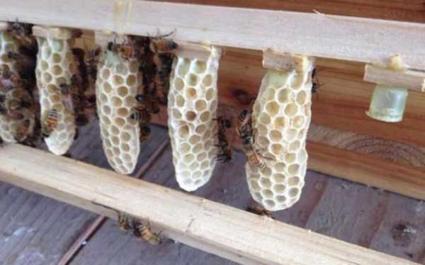蜜蜂如何制造蜂王（蜜蜂怎么造王台）-第3张图片-新疆蜂业信息网