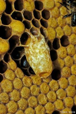 蜜蜂如何制造蜂王（蜜蜂怎么造王台）-第1张图片-新疆蜂业信息网