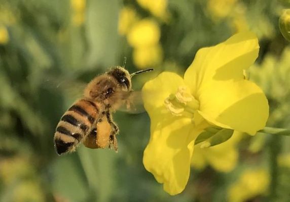 幼蜜蜂吃了会怎样（小蜜蜂吃多了有什么不好?）-第3张图片-新疆蜂业信息网