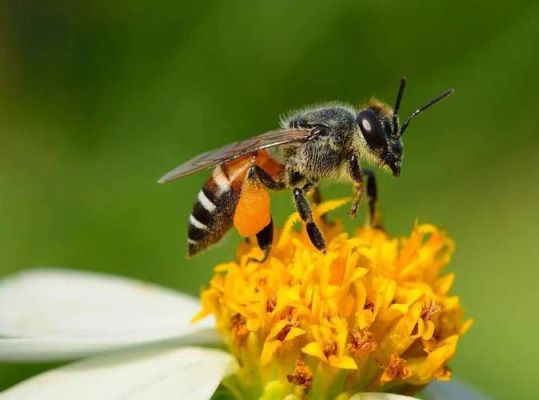 幼蜜蜂吃了会怎样（小蜜蜂吃多了有什么不好?）-第2张图片-新疆蜂业信息网