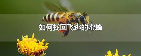 飞逃的蜜蜂找回后怎么办（蜜蜂飞逃又飞回原来的位置）-第1张图片-新疆蜂业信息网