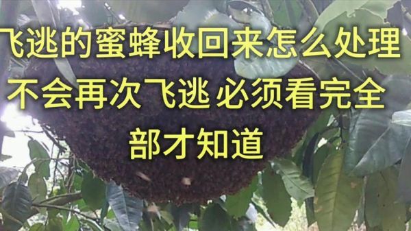 飞逃的蜜蜂找回后怎么办（蜜蜂飞逃又飞回原来的位置）-第2张图片-新疆蜂业信息网