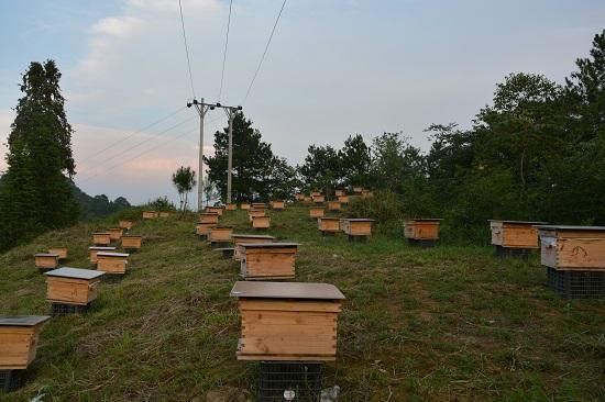湖北蜜蜂养殖场（湖北养蜜蜂有哪些地方）-第2张图片-新疆蜂业信息网
