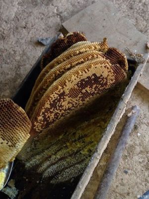 蜂蜜蜂巢的处理方法（蜂蜜蜂巢的处理方法是什么）-第3张图片-新疆蜂业信息网