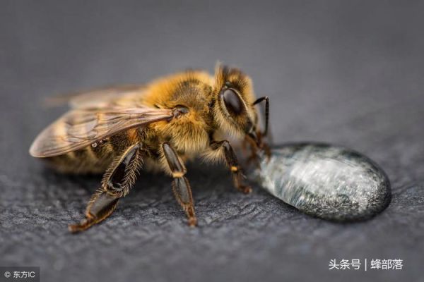 蜜蜂吃有什么作用呢（蜜蜂吃了有毒吗）-第3张图片-新疆蜂业信息网