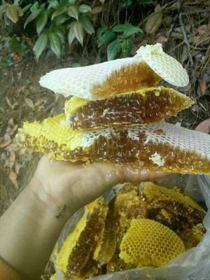 哪些野生蜜蜂产蜂蜜（哪些野生蜜蜂产蜂蜜最多）-第2张图片-新疆蜂业信息网