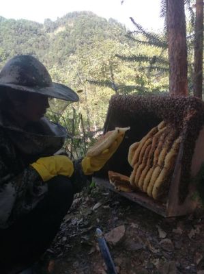哪些野生蜜蜂产蜂蜜（哪些野生蜜蜂产蜂蜜最多）-第1张图片-新疆蜂业信息网