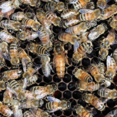 吉林蜜蜂育种场黄环系（吉林中蜂种王繁育场）-第3张图片-新疆蜂业信息网