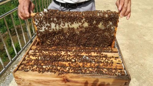 自家养的蜜蜂蜂蜜好吗（自己家养的蜂蜜）-第1张图片-新疆蜂业信息网