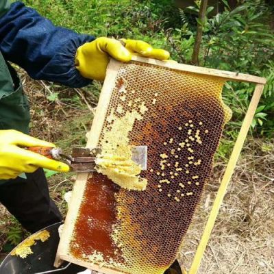 自家养的蜜蜂蜂蜜好吗（自己家养的蜂蜜）-第2张图片-新疆蜂业信息网