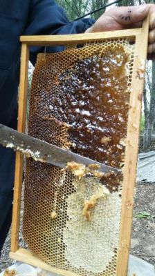 自家养的蜜蜂蜂蜜好吗（自己家养的蜂蜜）-第3张图片-新疆蜂业信息网