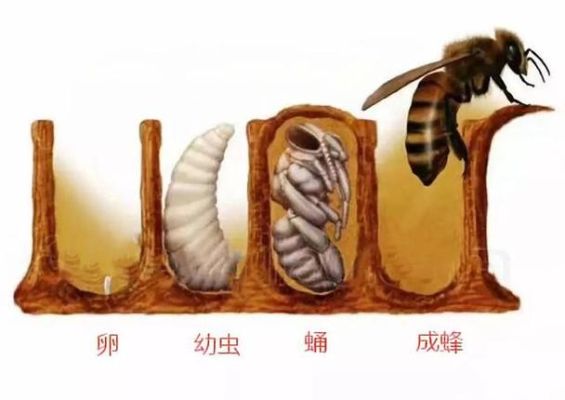 蜜蜂蜂王的生活（蜜蜂蜂王生长发育过程图）-第1张图片-新疆蜂业信息网