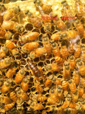 阿坝蜜蜂批发（阿坝蜜蜂批发价格）-第1张图片-新疆蜂业信息网