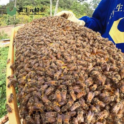 阿坝蜜蜂批发（阿坝蜜蜂批发价格）-第2张图片-新疆蜂业信息网