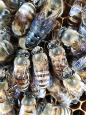 阿坝蜜蜂批发（阿坝蜜蜂批发价格）-第3张图片-新疆蜂业信息网