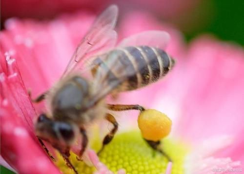 12月蜜蜂能采到蜜吗（11月的蜜蜂）-第2张图片-新疆蜂业信息网