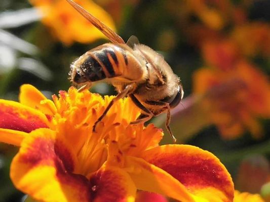 12月蜜蜂能采到蜜吗（11月的蜜蜂）-第1张图片-新疆蜂业信息网