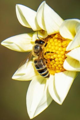 12月蜜蜂能采到蜜吗（11月的蜜蜂）-第3张图片-新疆蜂业信息网