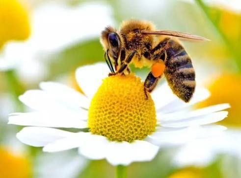 小蜜蜂多少钱一箱（小蜜蜂多少钱一箱?）-第2张图片-新疆蜂业信息网